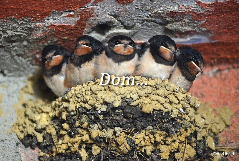  Kaj so starši dolžni otrokom 