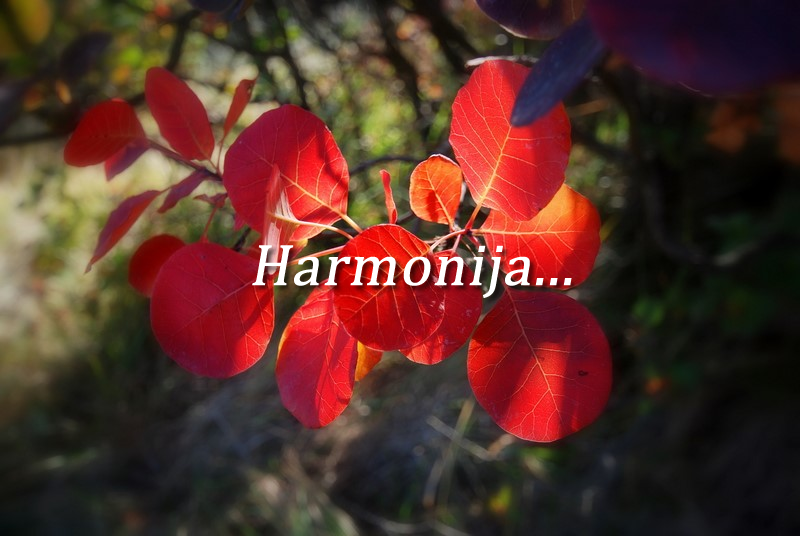 Pomembnost hišnega ljubljenčka