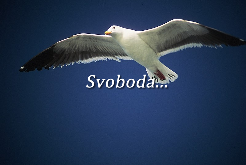 Kako živeti boljše življenje 